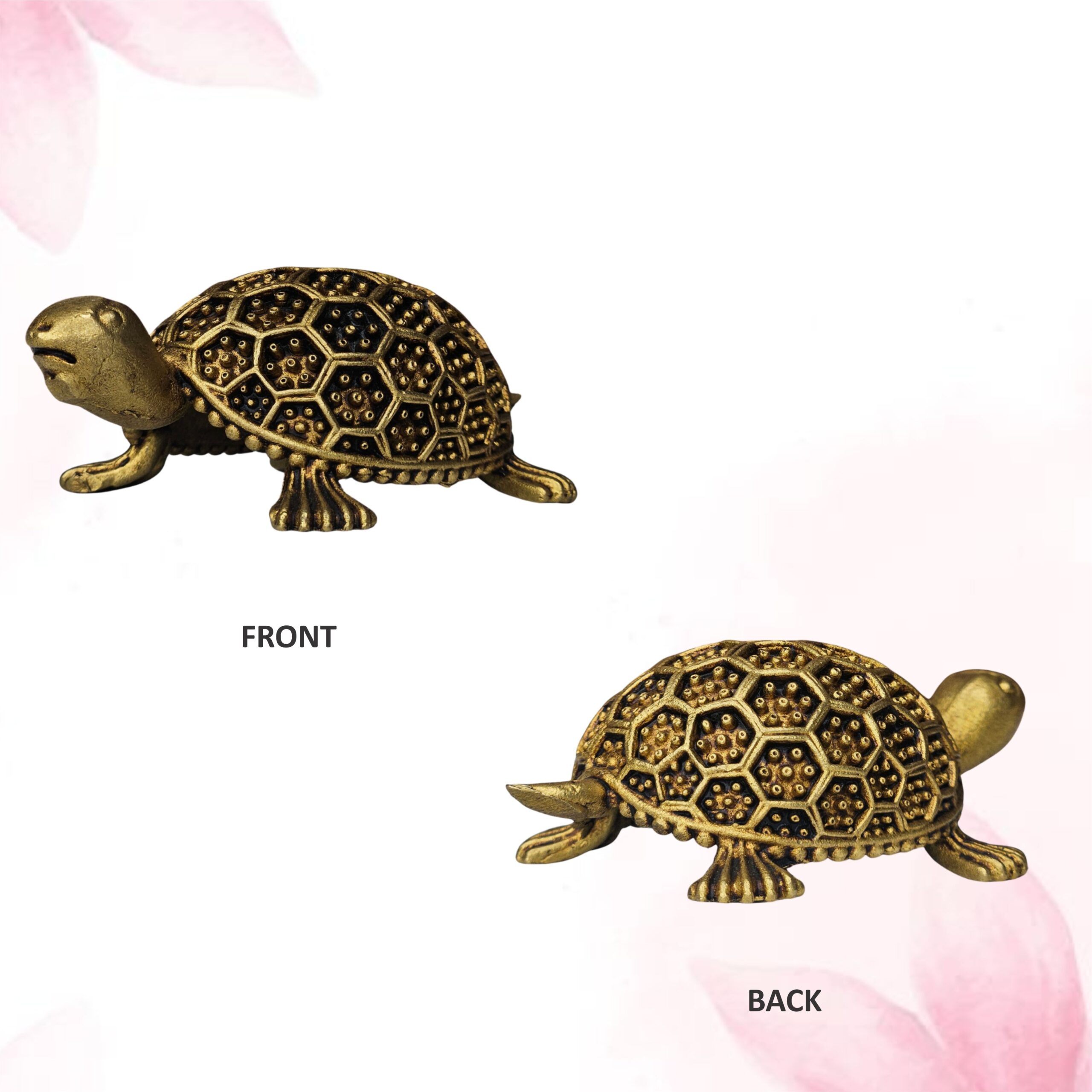 kachua another 3.jpg