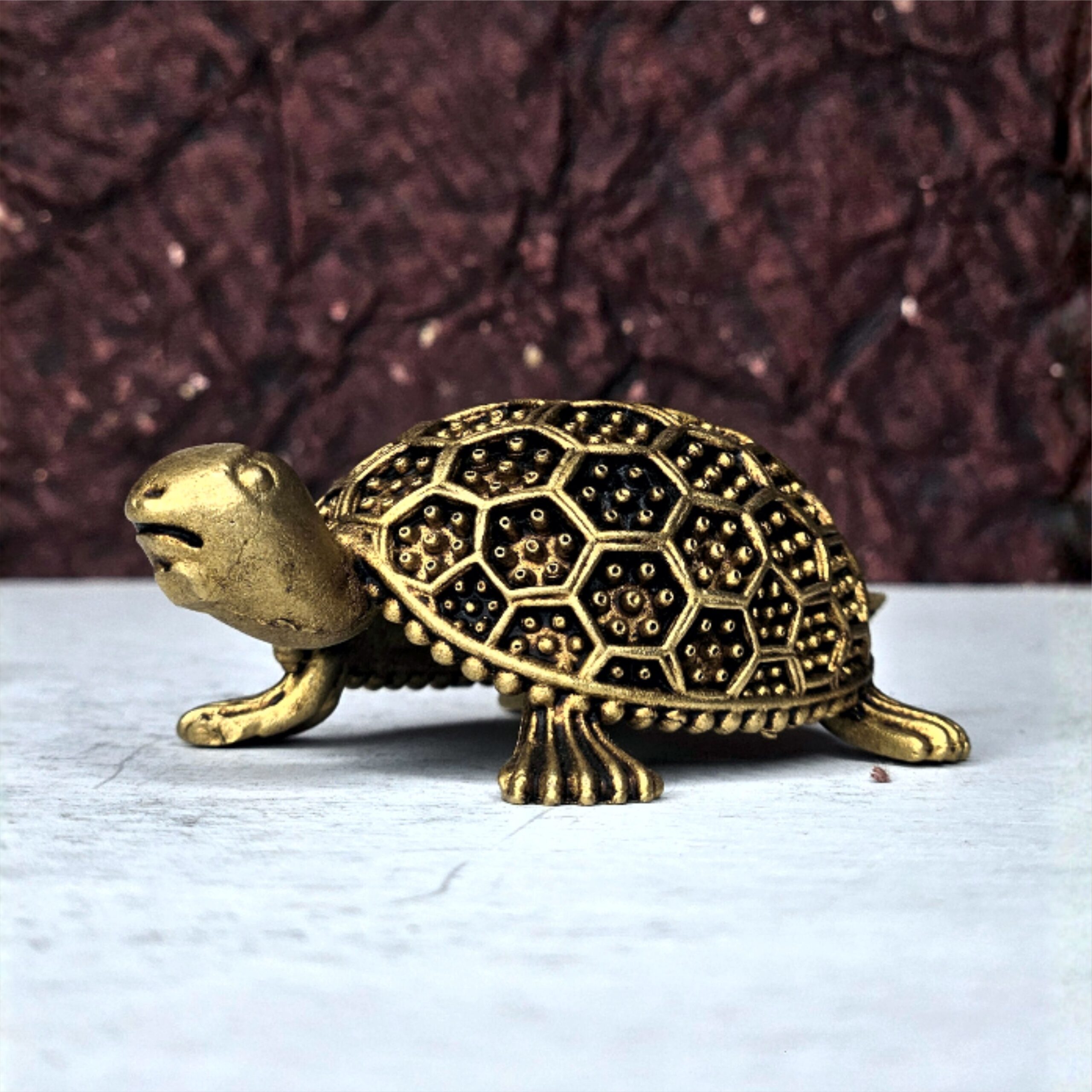 kachua another.jpg